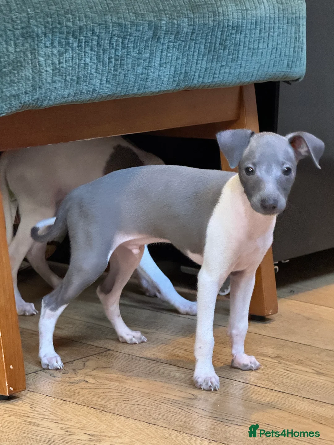 Italian Greyhound dogs for sale: Outstanding repeat mating litter ONE FEMALE LEFT - Advert 6