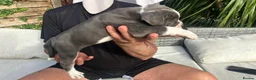 Olde English Bulldogge dogs for sale: Olde English bulldogge f2 - Advert 13