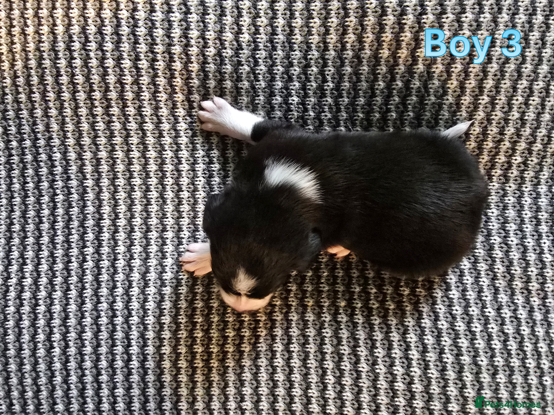 Sprollie dogs for sale: Sprollie Puppies - Image 13
