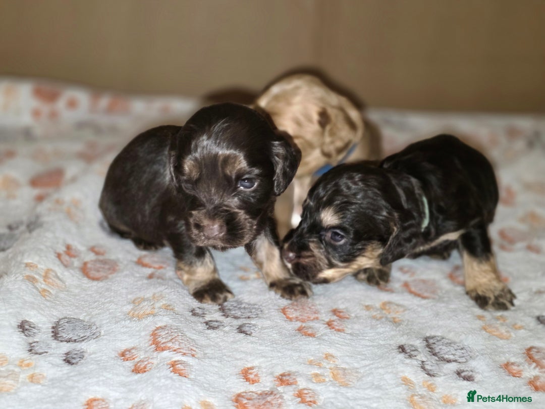 Cockapoo dogs for sale: Stunning f1b cockapoo puppies - Image 12