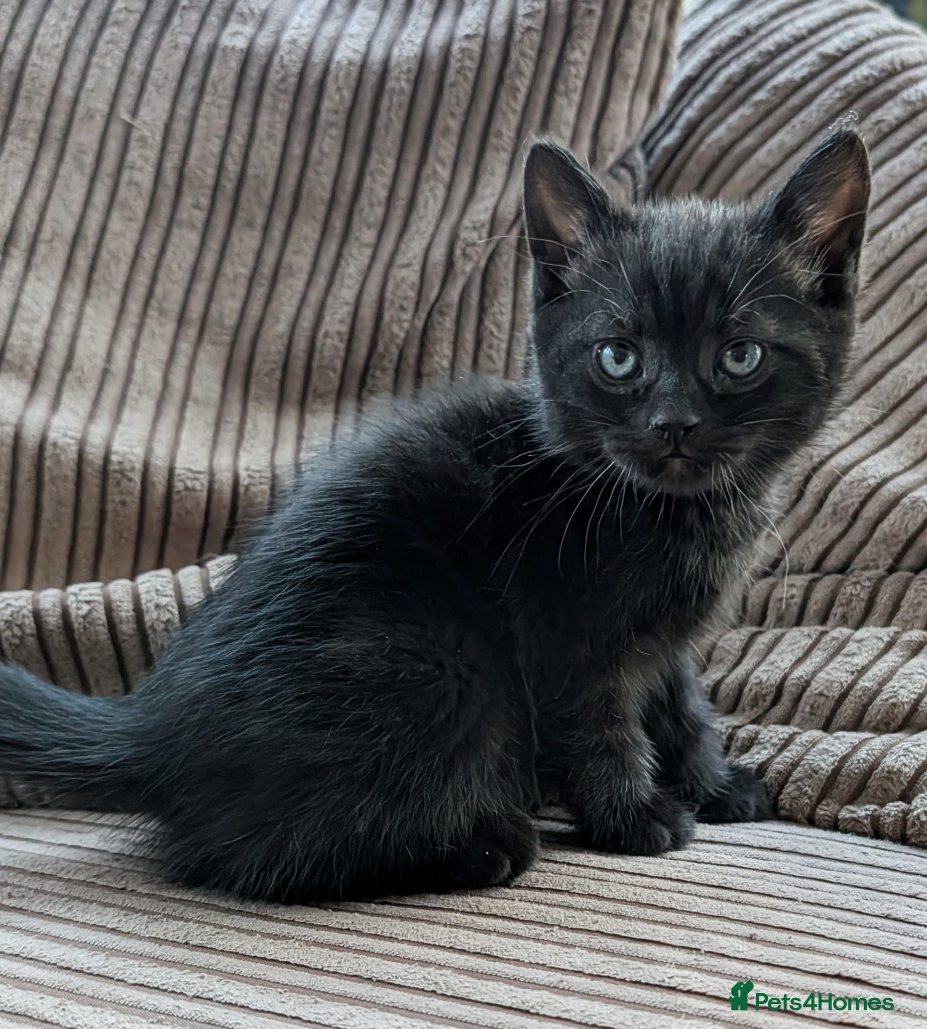 Mixed Breed cats Beautiful BSHxPersian kittens - Advert 15