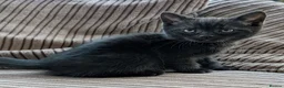 Mixed Breed cats for sale: Beautiful BSHxPersian kittens - Advert 7