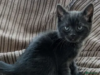 Mixed Breed cats Beautiful BSHxPersian kittens - Advert 13