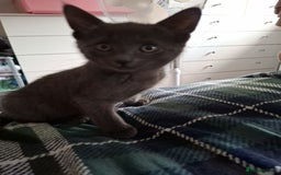 Mixed Breed cats for sale: 8 week kittens - Image 1