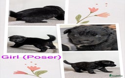 German Shepherd dogs for sale: German Shepherd Puppies - Image 4