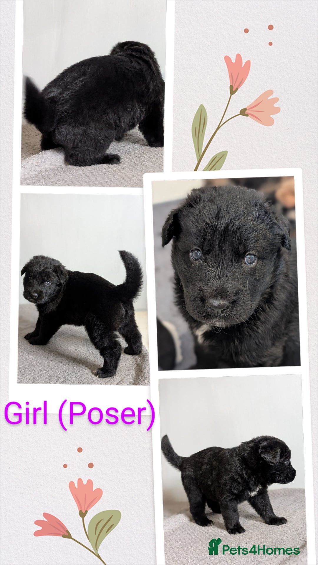 German Shepherd dogs for sale: German Shepherd Puppies - Image 4