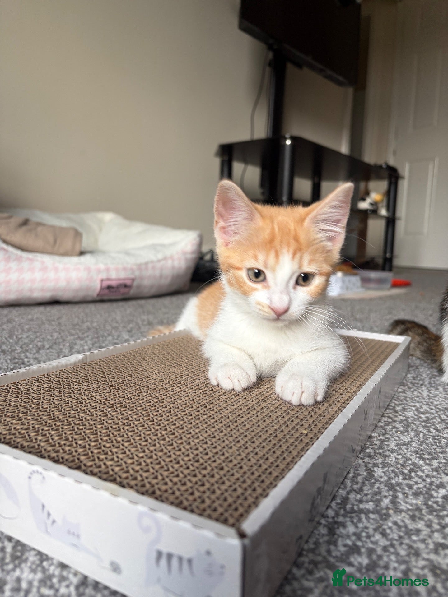 Mixed Breed cats 2 Female 1 Male - Advert 7