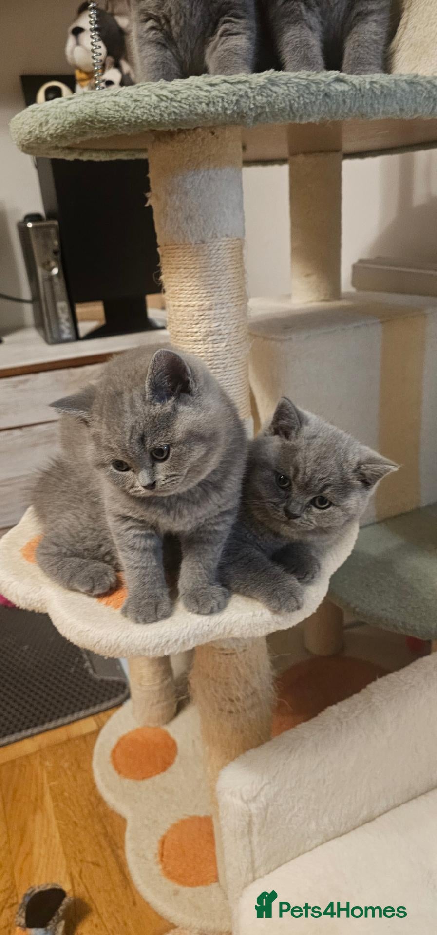 British Shorthair cats Blue&Lilac British Shorthair  - Advert 2