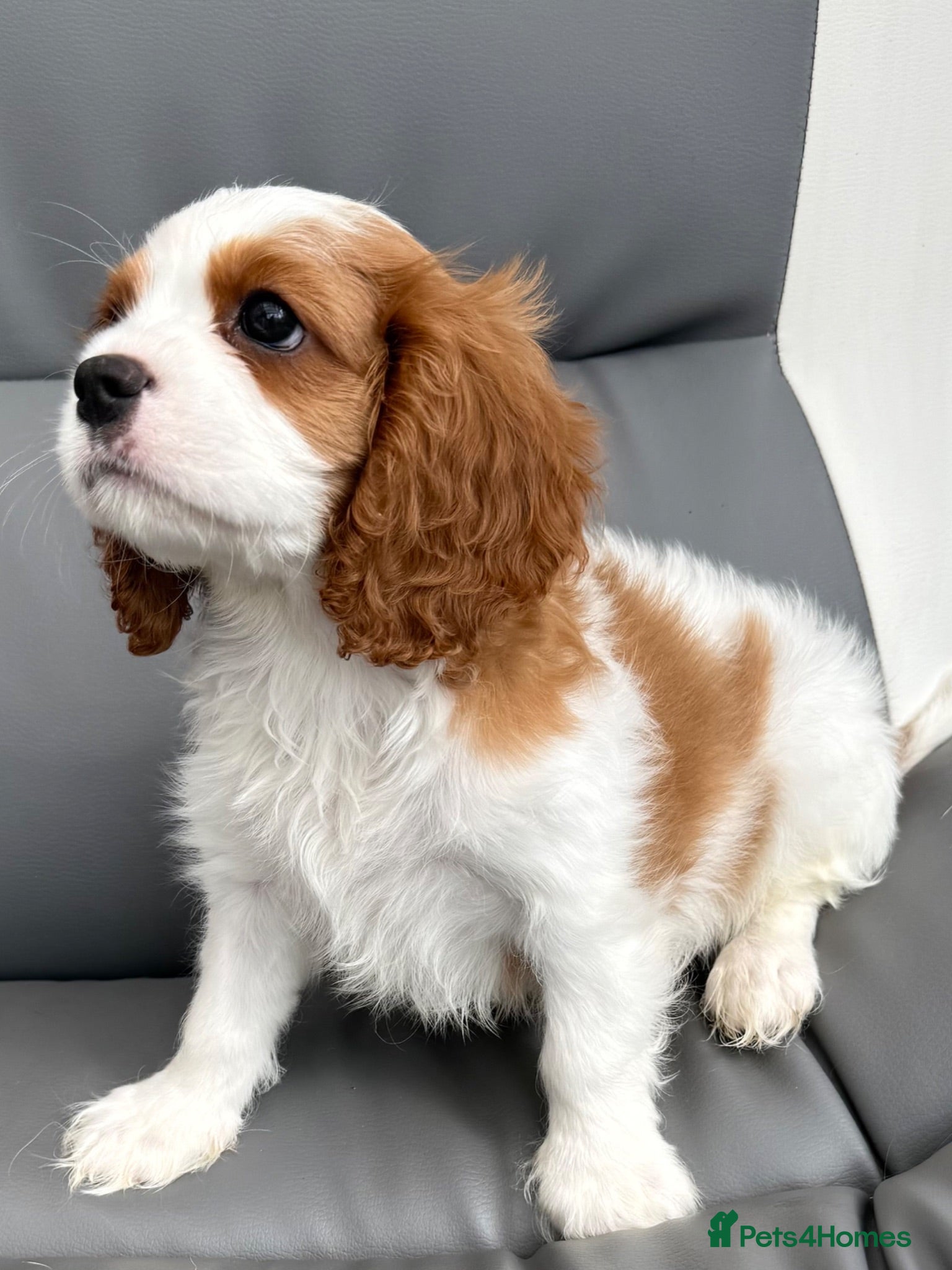 Cavalier King Charles Spaniel dogs Big fluffy boy(2.6kg) available  - Advert 1