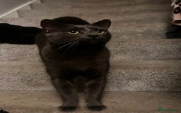 Russian Blue cats for sale: Russian blue (male) 💙 - Image 2