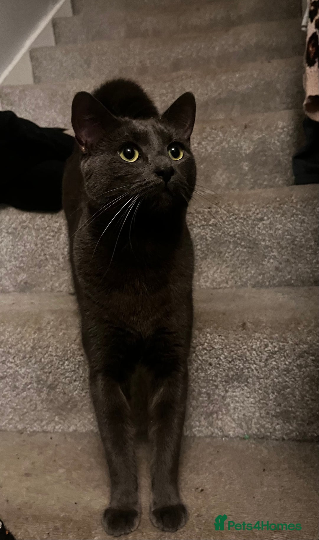 Russian Blue cats for sale: Russian blue (male) 💙 - Image 2