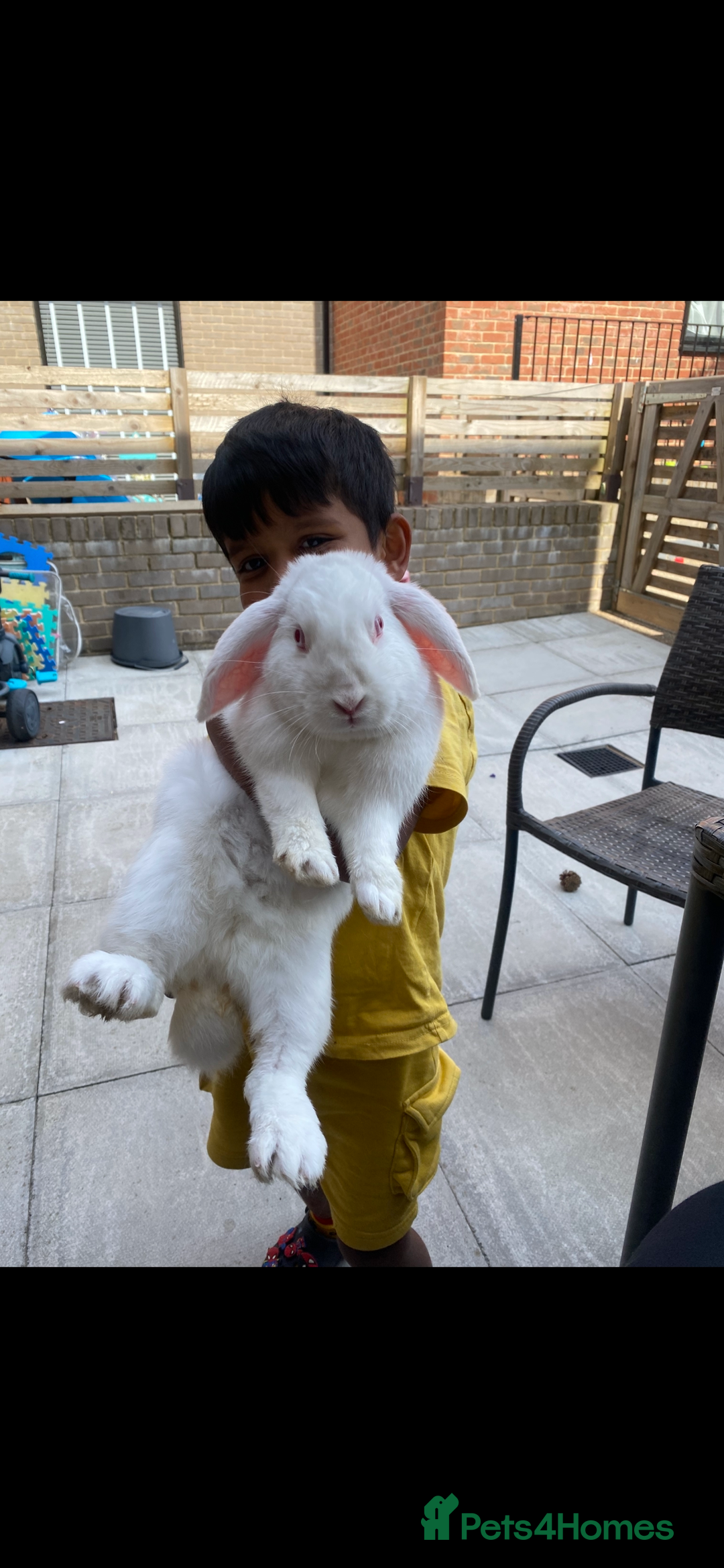 English Lop rabbits for sale: Elsa and Anna - Image 1