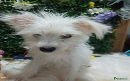 Miniature Schnauzer dogs for sale: Last beautiful boy  - Image 5