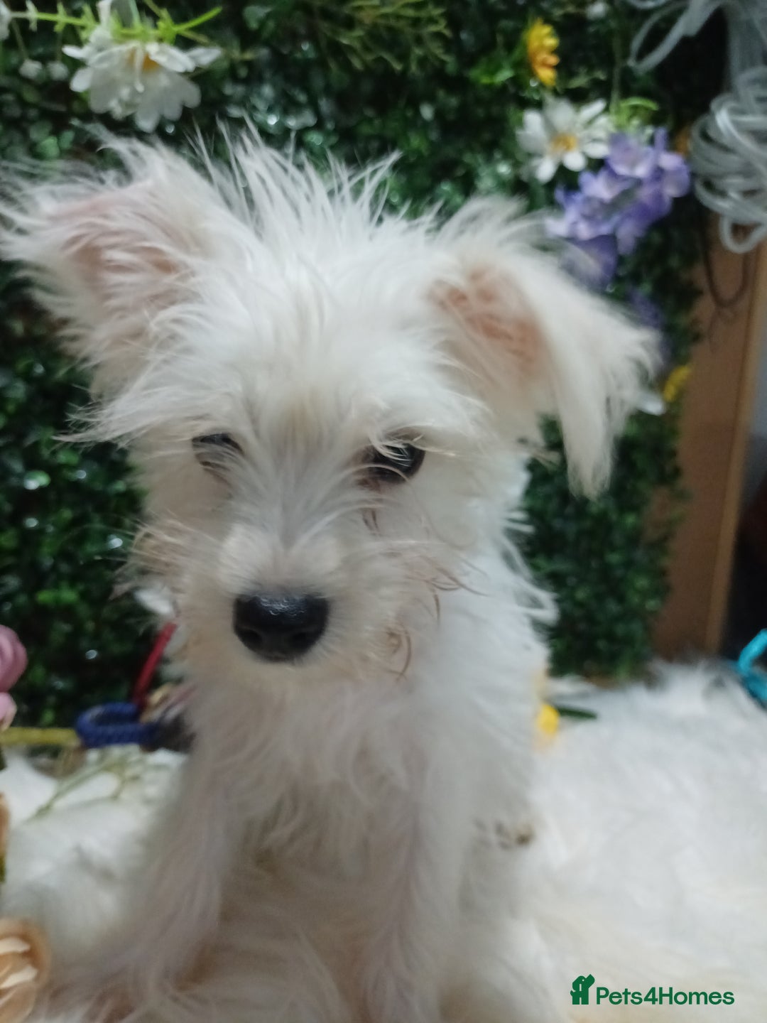 Miniature Schnauzer dogs for sale: Last beautiful boy  - Image 5