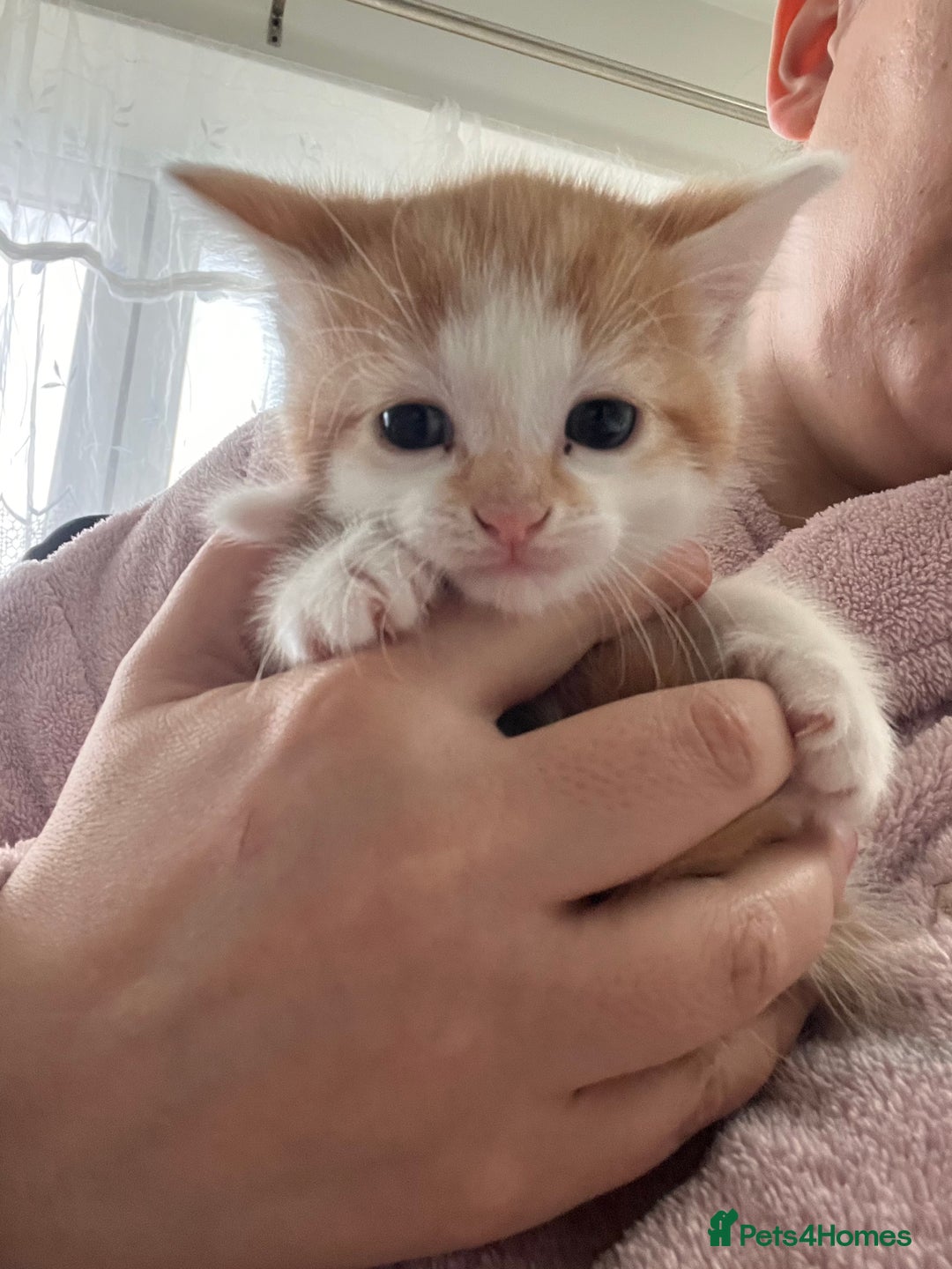 Mixed Breed cats for sale: Taby kitten available now or on  **   - Advert 10