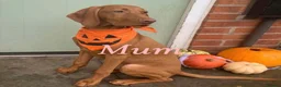 Hungarian Vizsla dogs for sale: Chunky KC Registered Hungarian Vizsla Puppies in Littleborough - Advert 3