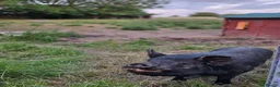 Pig livestock for sale: Stunning kune kune friendly little mixed piglets - Advert 21