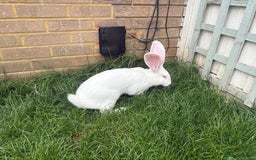 Continental Giant rabbits for sale: Continental Giant  - Image 5