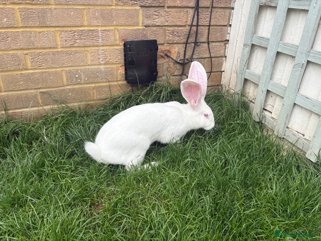 Continental Giant rabbits for sale: Continental Giant  - Image 5
