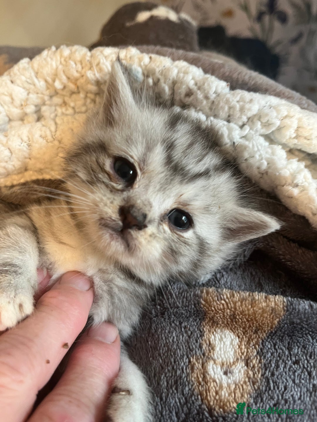 Persian cats for sale: Persian xx ragdolls in Hawes - Image 1