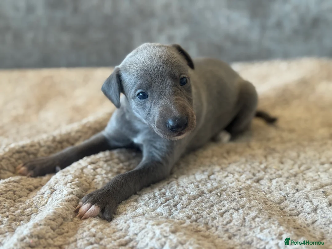 Whippet dogs for sale: KC REGISTERED BLUE SHOW TYPE WHIPPETS - Advert 29