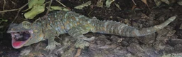 Gecko reptiles for sale: Unsexed Tokay Gecko around 18 months old  - Advert 4