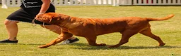 Dogue De Bordeaux dogs for sale: 🌟 UK Champion Parents - Puppies Due 🌟 - Advert 16
