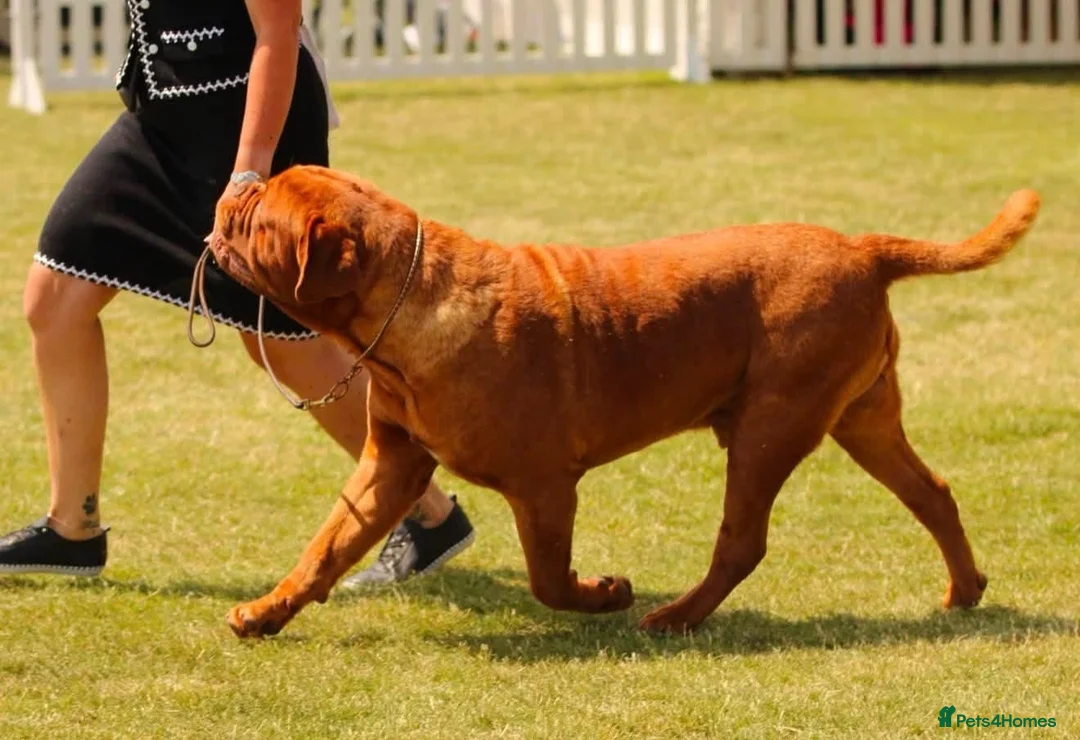 Dogue De Bordeaux dogs for sale: 🌟 UK Champion Parents - Puppies Due 🌟 - Advert 16