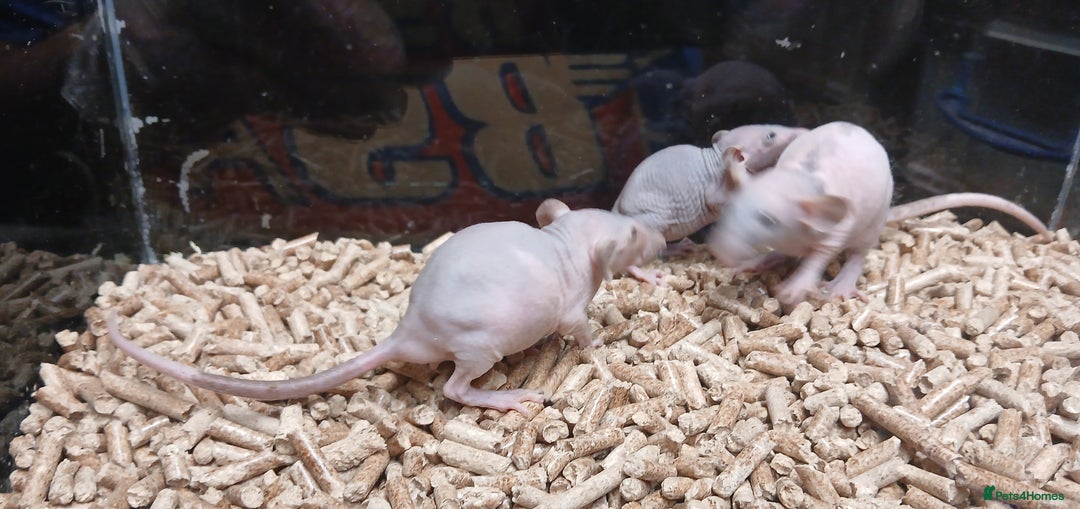 Rat rodents for sale: Baby Naked Dumbo Rat's - Advert 3