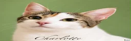 Mixed Breed cats for adoption: “Special Needs” 3 Legged Charlotte in St Albans - Advert 5