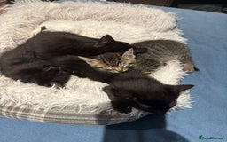 York Chocolate cats for sale: 3 kittens to a good home  - Image 2