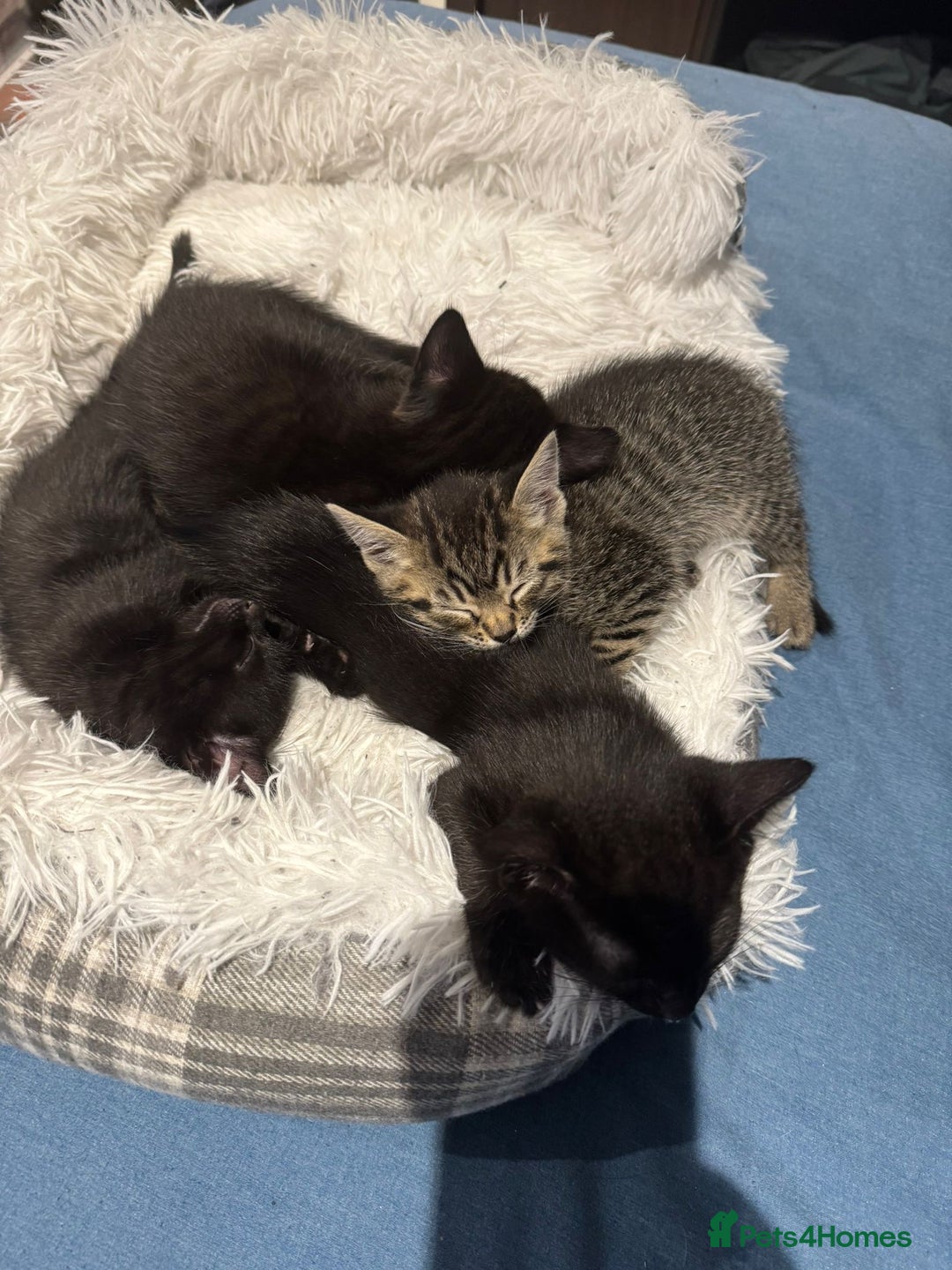York Chocolate cats for sale: 3 kittens to a good home  - Image 2