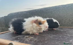 Guinea Pig rodents for sale: 4 Female guineapigs available  - Image 1