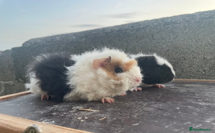 Guinea Pig rodents - Advert 9