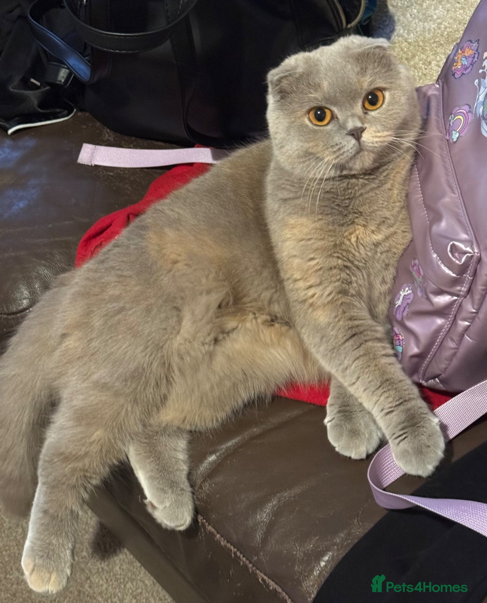 British Shorthair cats   Last British Baby ✨ - Advert 3
