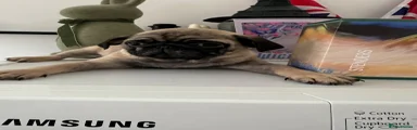 Pug 4