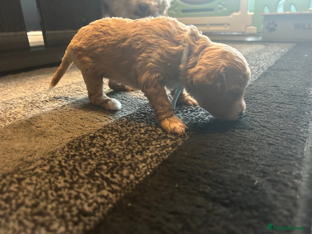 Cavapoo dogs for sale: F1BB cavapoo puppies  - Image 23