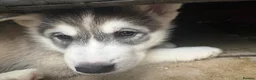 Utonagan dogs for sale: READY TO LEAVE. 3 stunning husky/malamute puppies - Advert 31