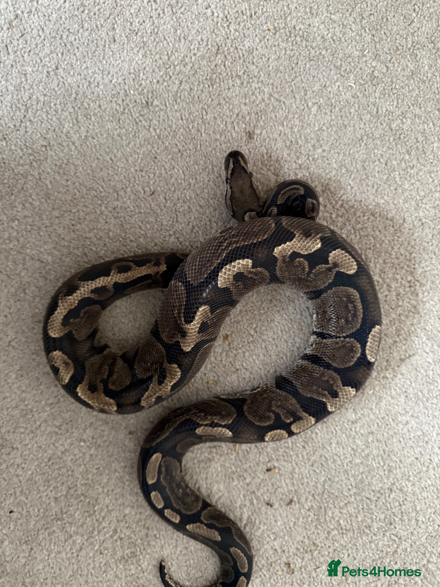 Python Snake reptiles Ball pythons various - Advert 14