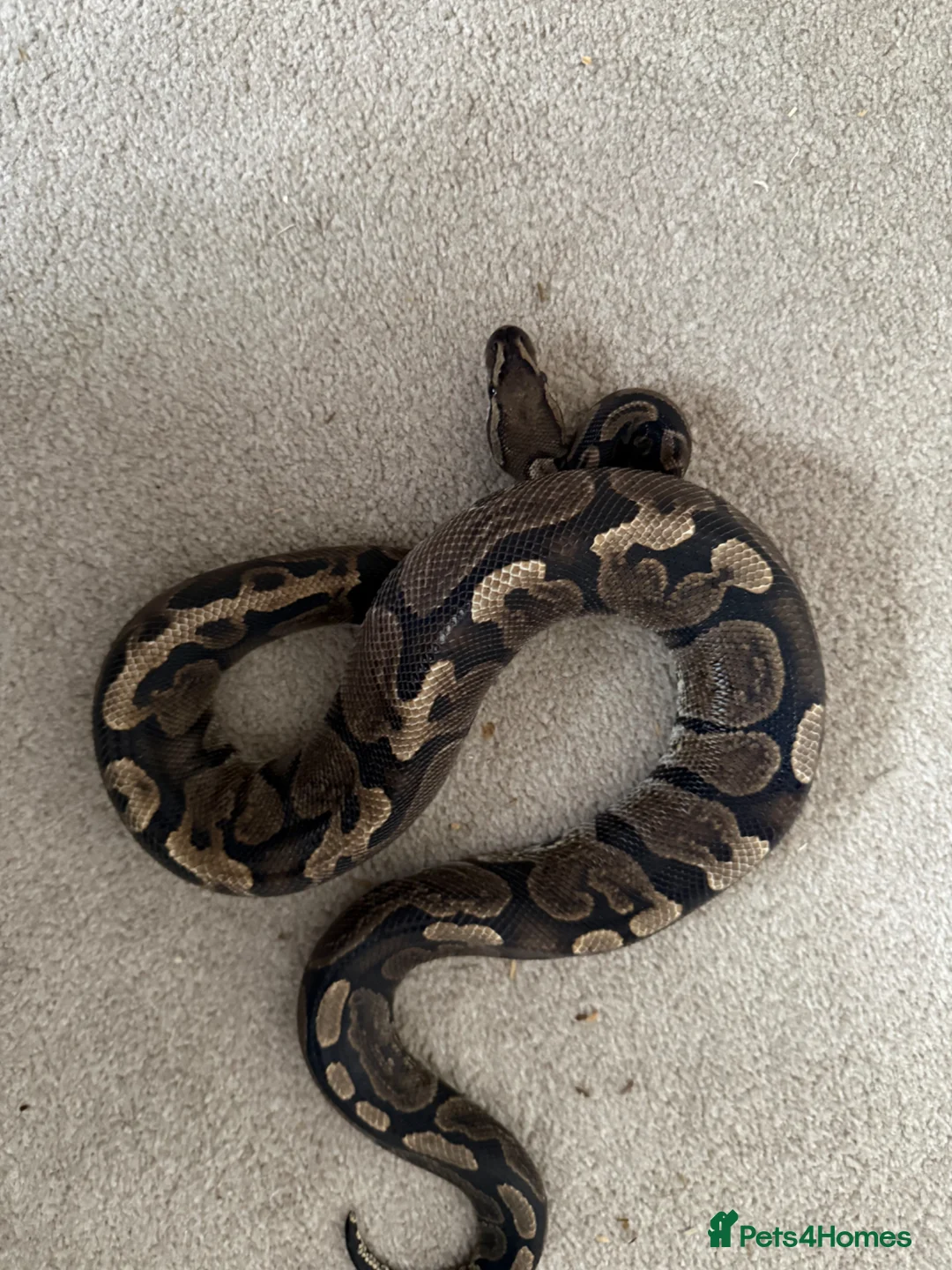 Python Snake reptiles for sale: Ball pythons various reduced  - Advert 1