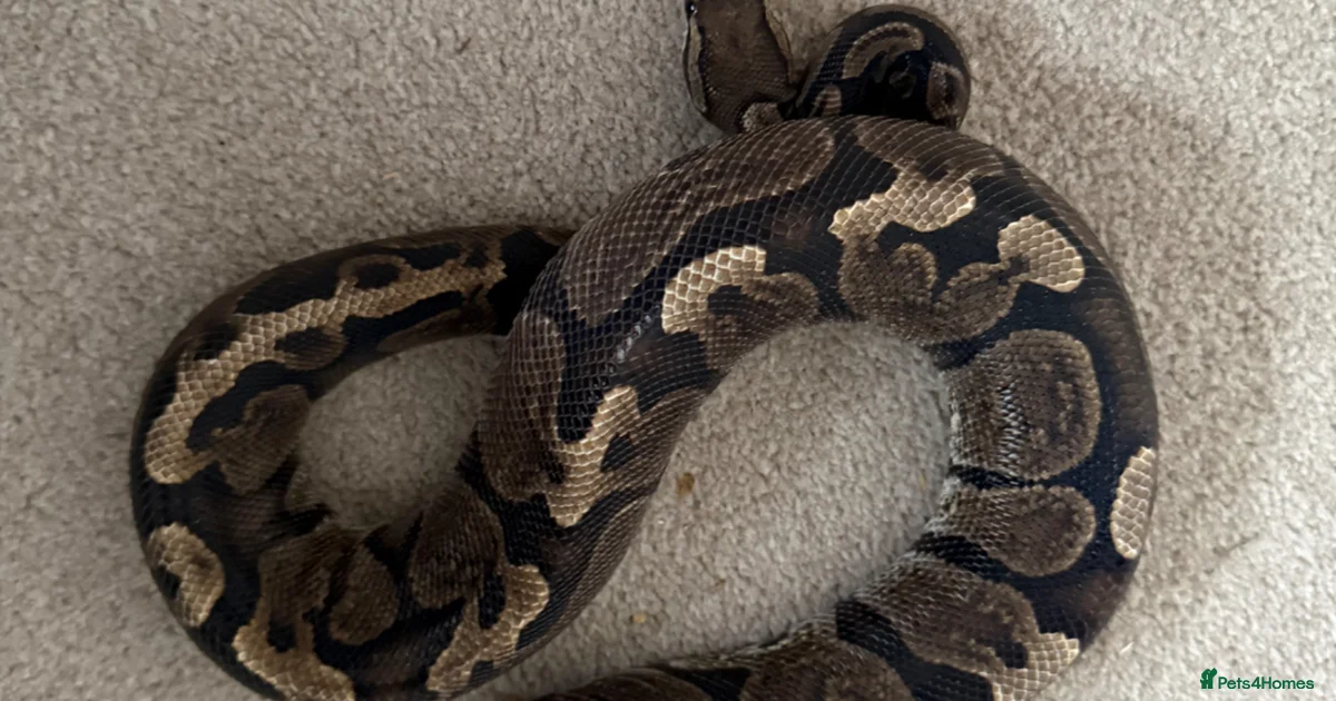 Ball Python Search Ball python Reptiles for sale | Pets4Homes