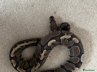 Python Snake reptiles Ball pythons various - Advert 1