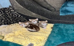 Mixed Breed cats for sale: Female kitten  - Image 3