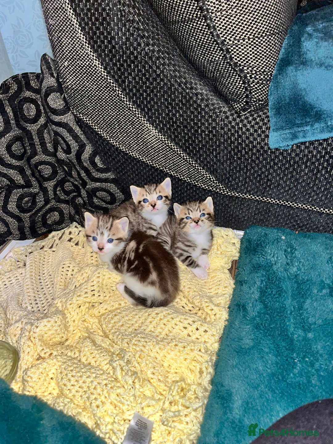 Mixed Breed cats for sale: Female kitten  - Image 3