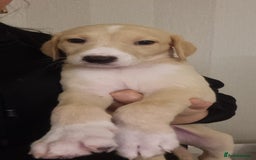 Mixed Breed dogs for sale: 7 stunning saluki lurchers puppies 5*amazing homes - Image 4