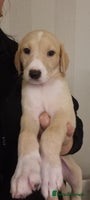 Mixed Breed dogs 2 left**stunning saluki lurcher puppies - Advert 1