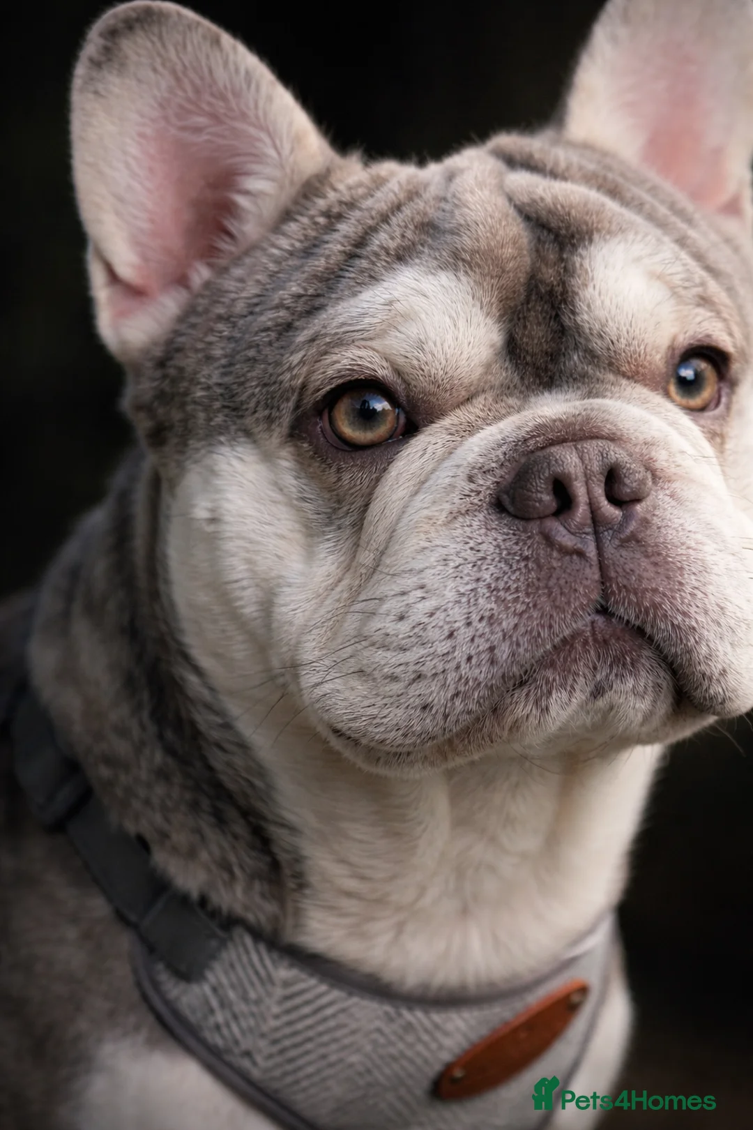 French Bulldog dogs for stud: Gorgeous French bulldog Rocky - Advert 2