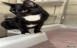 Domestic Shorthair cats for sale: 🐾 Free to a forever home - 2yr old male cat 🐾 - Image 3