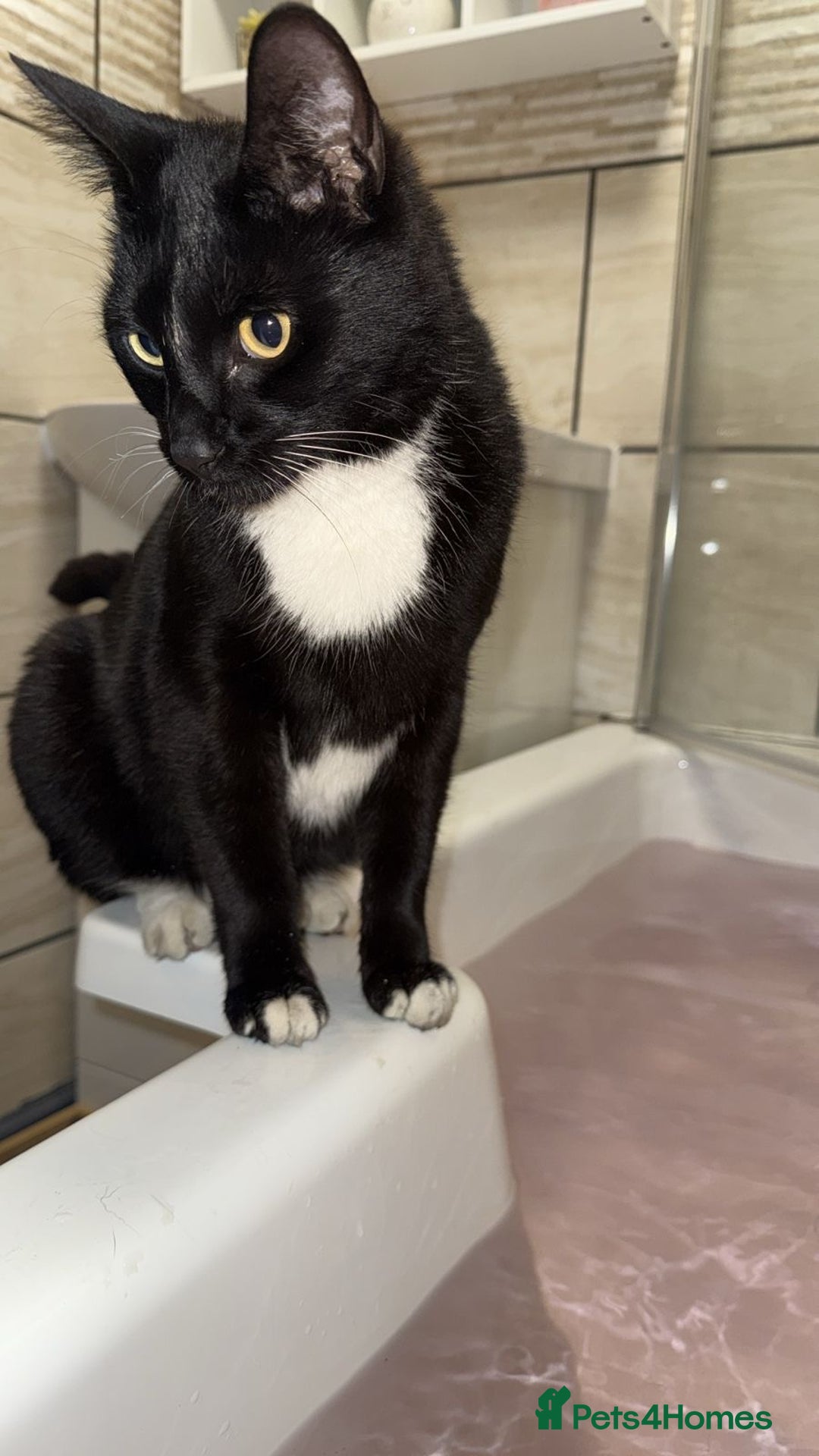 Domestic Shorthair cats for sale: 🐾 Free to a forever home - 2yr old male cat 🐾 - Image 3