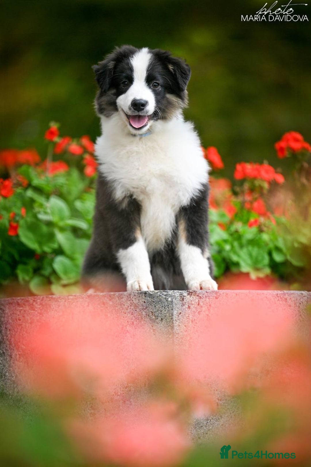 Miniature American Shepherd dogs for sale: miniature American shepherd - Image 9